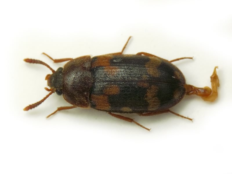 Mycetophagus piceus (Fabricius, 1777)